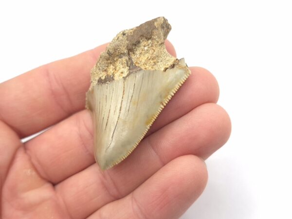 Fossiler Megalodon Haizahn