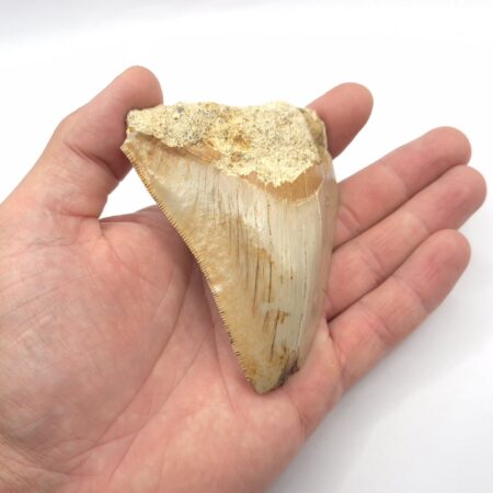 Indonesischer Megalodon