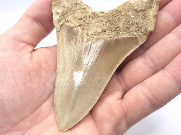 Haizahn eines Megalodon aus Indonesien