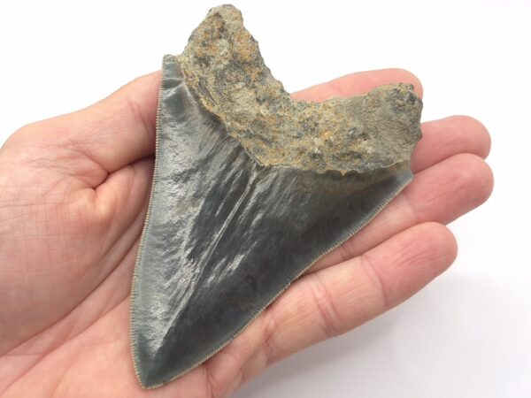 Schöner blauer Megalodon Haizahn