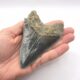 Schöner blauer Megalodon Haizahn