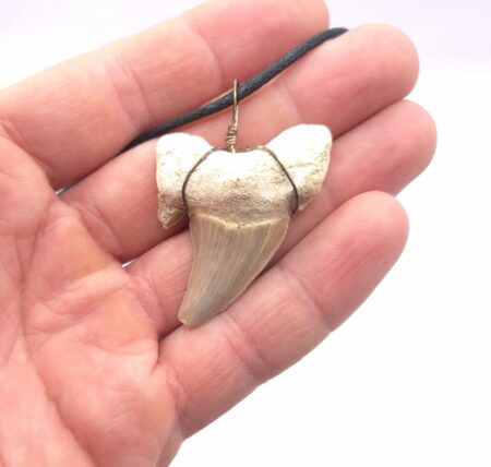 Fossiler Haizahn Halskette Schmuck