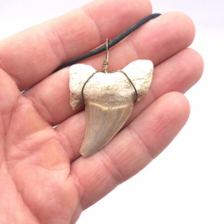 Fossiler Haizahn Halskette Schmuck