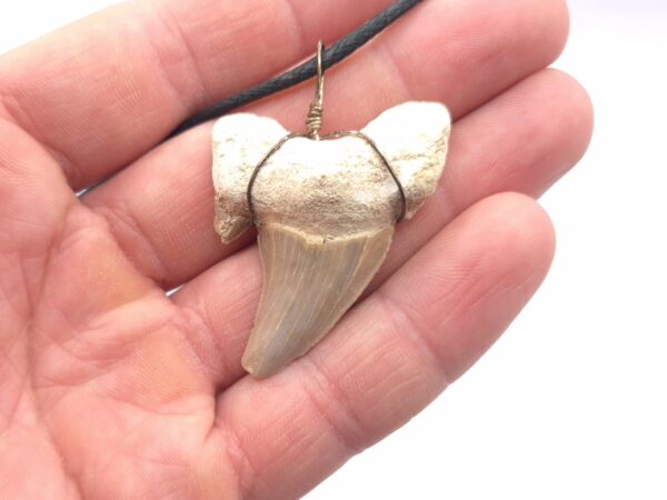 Fossiler Haizahn Halskette Schmuck