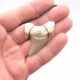 Fossiler Haizahn Halskette Schmuck